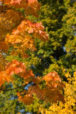 Three autumn colours