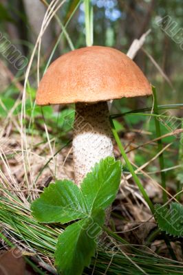 mushroom