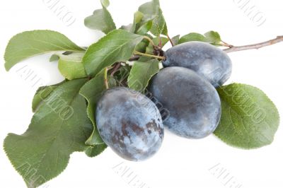 plums