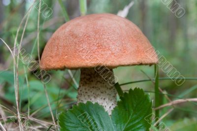 mushroom