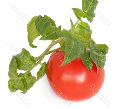 Tomato