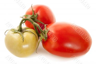 tomatoes