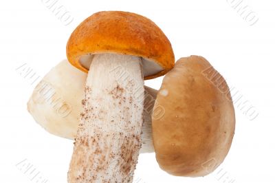 mushrooms