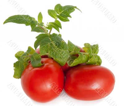  tomatoes
