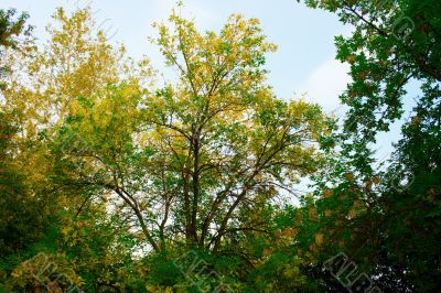 Autumn landscape 2