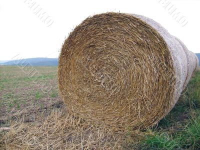 Roll of straw in field