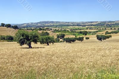 Marche - Landscape at summer
