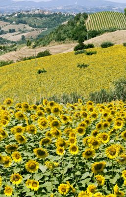 Marche - Landscape