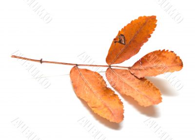 Autumn leaf