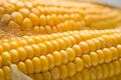 harvested corn