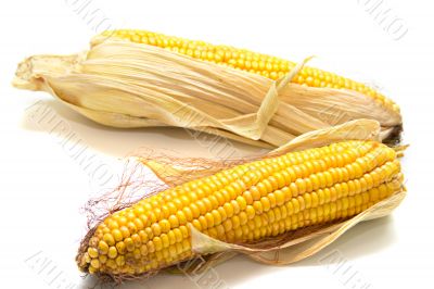 harvested corn 2