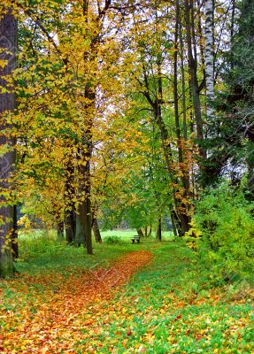 Bench in the autumn park