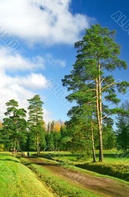 Pine trees at the enter to the park