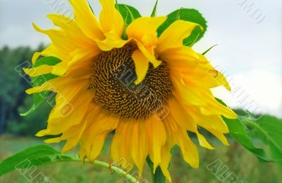 Sunflower close-up
