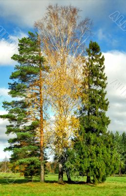 Three trees close-up