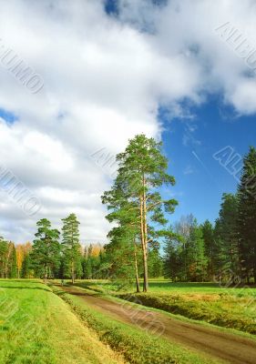 Way to the autumn park vertical