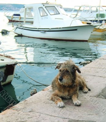 Dog on the pier