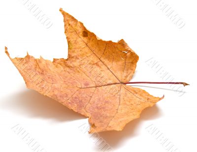 Autumn maple leaf