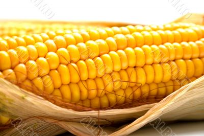 harvested corn