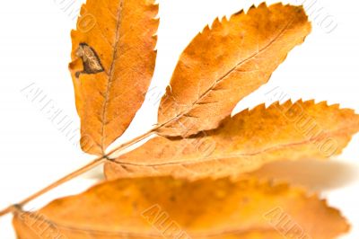 leaf of a mountain ash