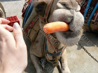 Camel with carrot