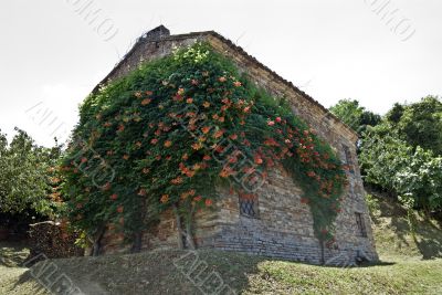 House with plant in flower