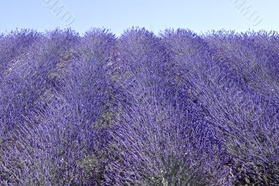 Conero (Ancona) - Field of lavender