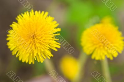 Yellow gentle dandelion