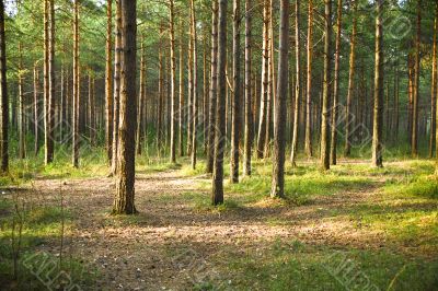 Trunks of trees