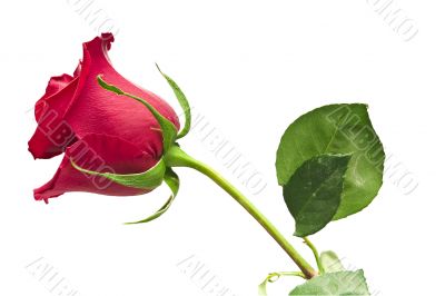 scarlet flowering rose