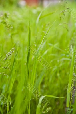 blades of grass