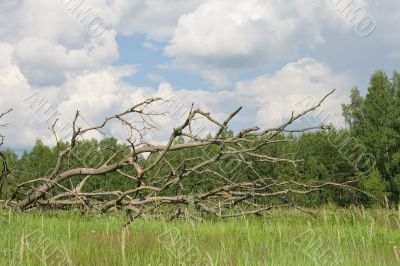 Dead tree