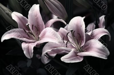 Pink lilies