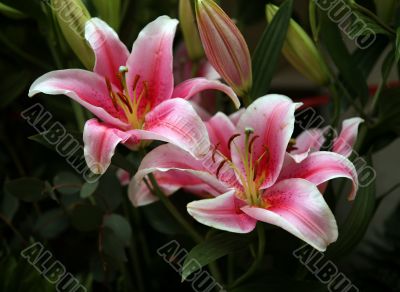Pink lilies