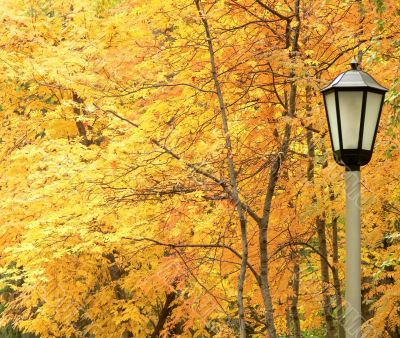 Lantern against autumn yellow trees