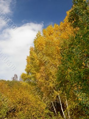 The dark blue sky and yellow trees