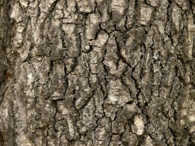 Trunk, bark, the invoice