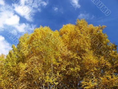 The dark blue sky and yellow trees