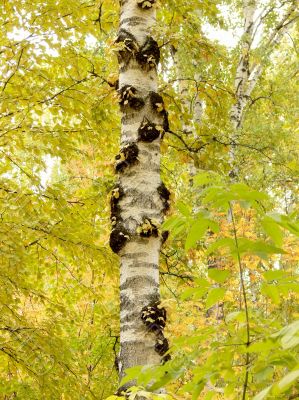 Birch trunk. Autumn, yellow leaves