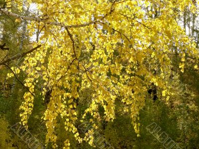 Branch of a birch against yellow foliage
