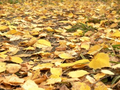 Footpath filled up by yellow leaves