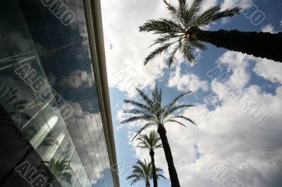 Palm trees