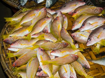 Colourful fish in the asian market