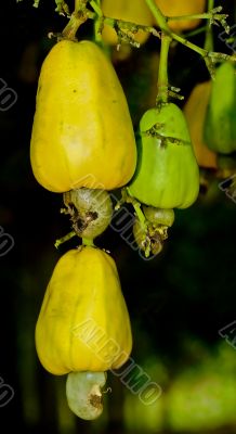 Ripening cashew nut