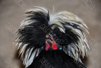 `hollandaise` chicken