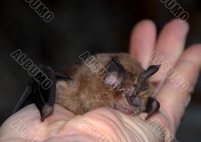 Rhinolophus ferrumequinum