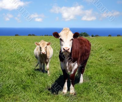 Cows on green grass