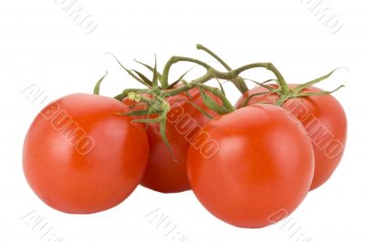 tomatoes