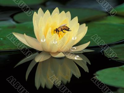 Lotos and a bee