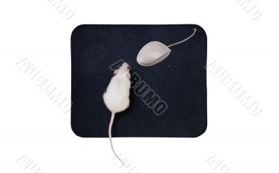 Mouses